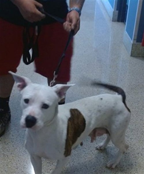 BONNIE - American Bulldog available for adoption