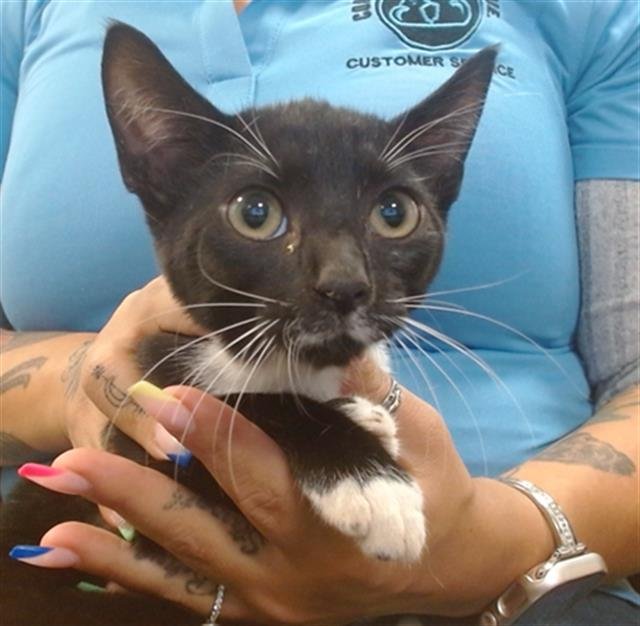 TOONEY - Domestic Short Hair available for adoption