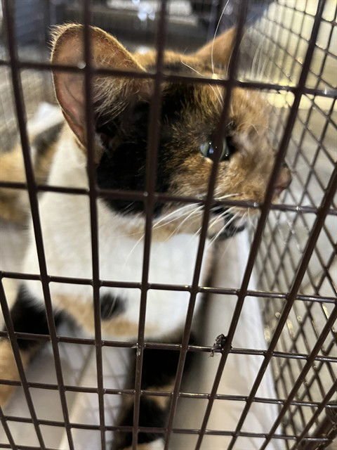 BABY GIRL - Domestic Long Hair available for adoption