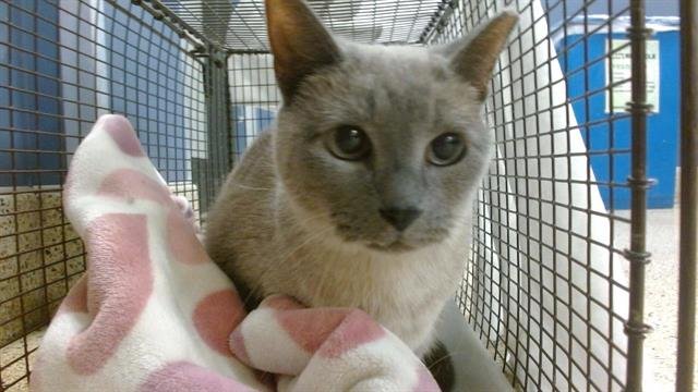 BLUE - Domestic Short Hair available for adoption