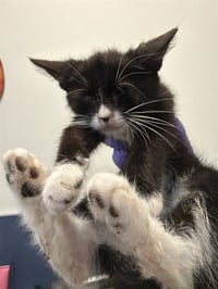 CAT 10 - Photo 1