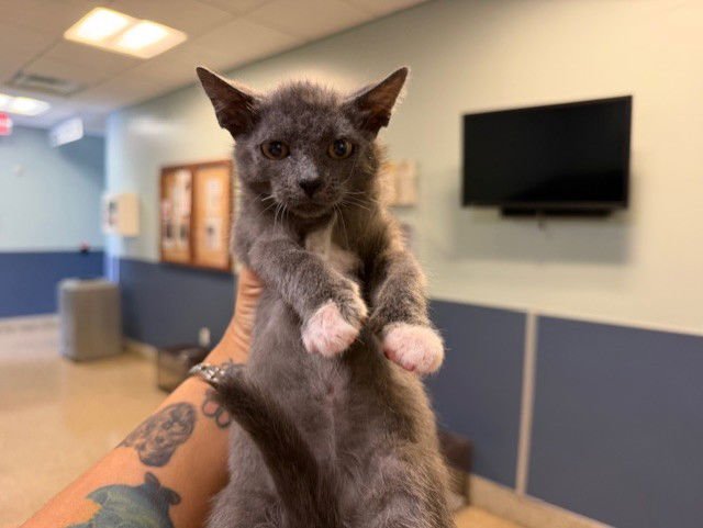 BONNIE - Domestic Short Hair available for adoption
