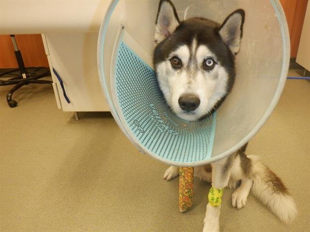 OREO - Siberian Husky available for adoption