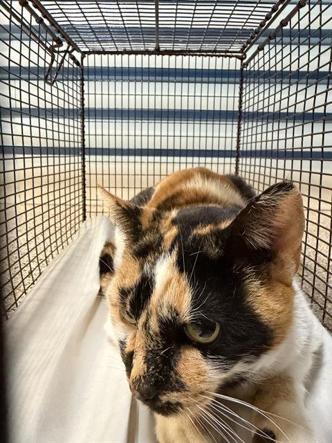 ANNIE - Domestic Short Hair available for adoption