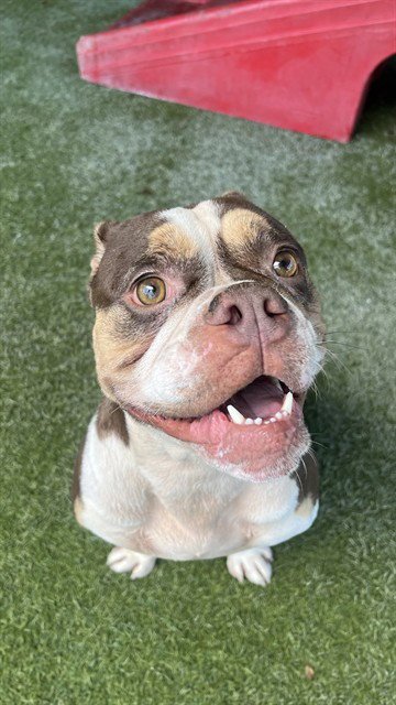 COCO CHANEL - Bulldog available for adoption