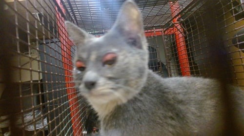 ANNIE - Domestic Short Hair available for adoption