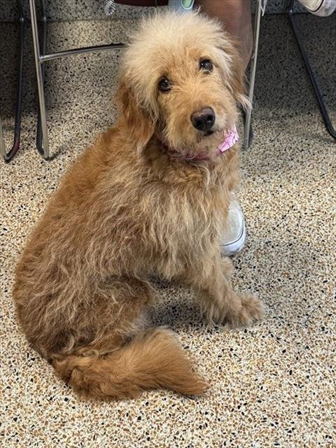 WANDA - Poodle (Standard) available for adoption