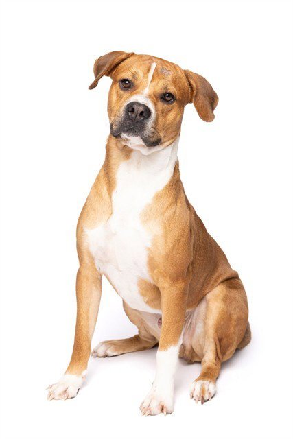 MILLER - American Bulldog available for adoption