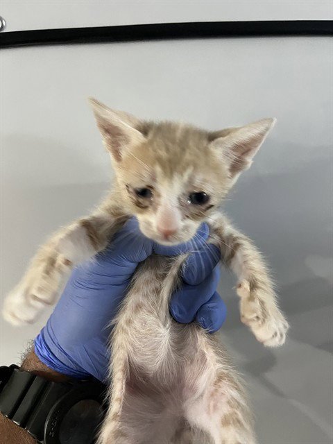 CRASH - Domestic Short Hair available for adoption