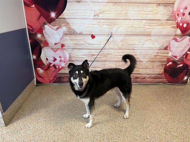 STARK - Siberian Husky available for adoption