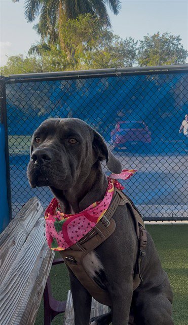 MISTY - Mastiff / Labrador Retriever available for adoption