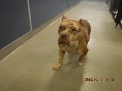 MAPLE - American Bulldog available for adoption