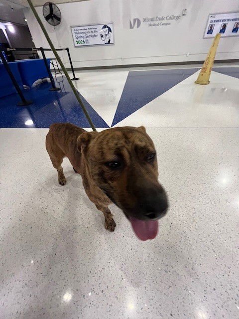 BRUCE - American Bulldog available for adoption