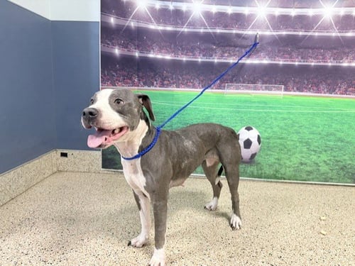 ARIANA - American Pit Bull Terrier available for adoption
