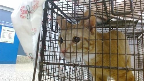 HERCULES - Domestic Short Hair available for adoption