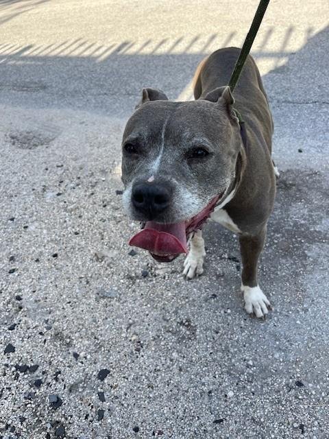 TINA - American Pit Bull Terrier available for adoption