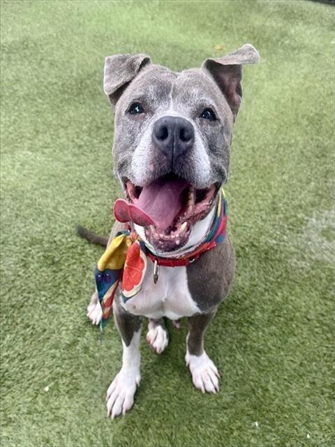 TINA - American Pit Bull Terrier available for adoption