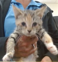 TINY TINA - Photo 1