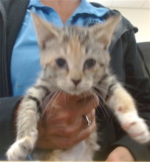 TINY TINA - Domestic Short Hair available for adoption