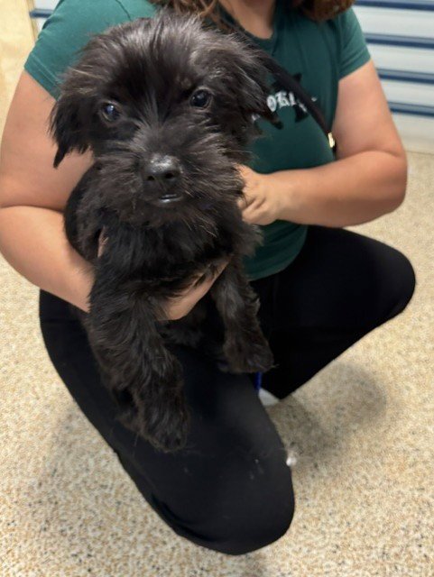 MILO - Miniature Schnauzer available for adoption