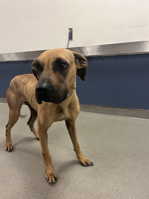 JENNY - Black Mouth Cur available for adoption