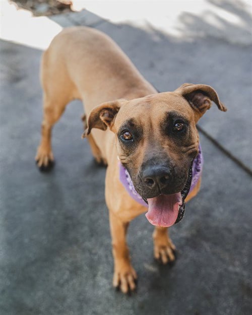 JENNY - Black Mouth Cur available for adoption