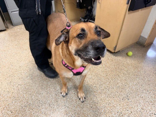 CHULITA - German Shepherd Dog available for adoption