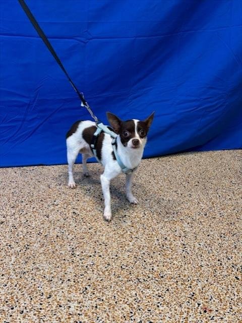 BODDIE - Chihuahua available for adoption