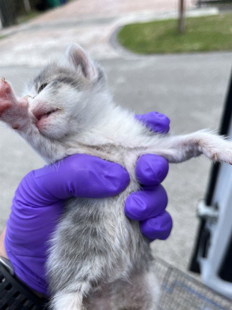 SNOW - Domestic Long Hair available for adoption