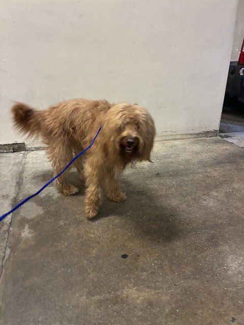 CLIFFORD - Golden Retriever / Poodle (Standard) available for adoption
