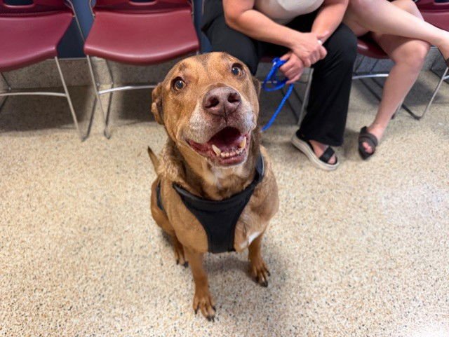 CHESTER - Labrador Retriever available for adoption