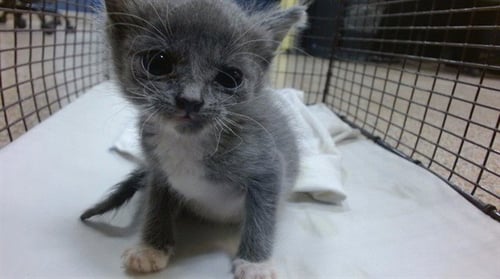 KAI - Domestic Short Hair available for adoption