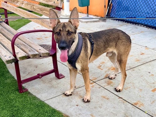 BOOGIE - German Shepherd Dog available for adoption
