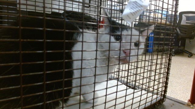 WON TON - Domestic Short Hair available for adoption