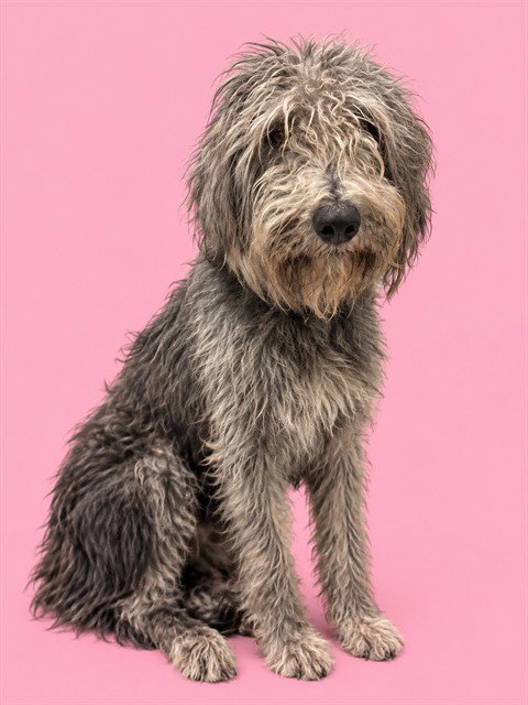 CHICHI - Poodle (Standard) / Schnauzer available for adoption