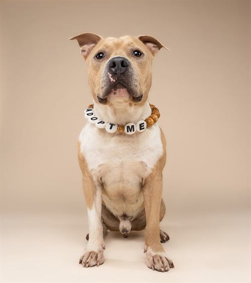 KOVU - Pit Bull Terrier available for adoption