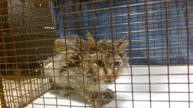 ANGEL - Domestic Short Hair available for adoption