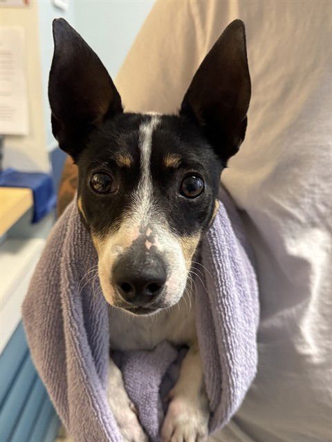 BANDIT - Jack Russell Terrier (Parson Russell Terrier) available for adoption