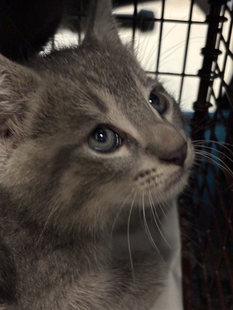 OCTOBER - Domestic Medium Hair available for adoption