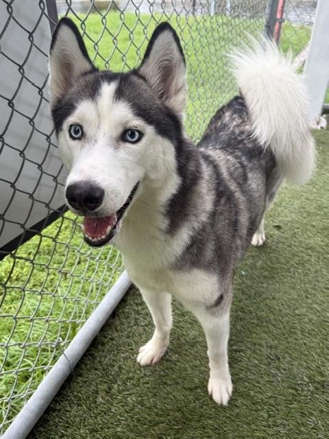 CHLOE - Siberian Husky available for adoption