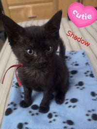 SHADOW - Photo 1