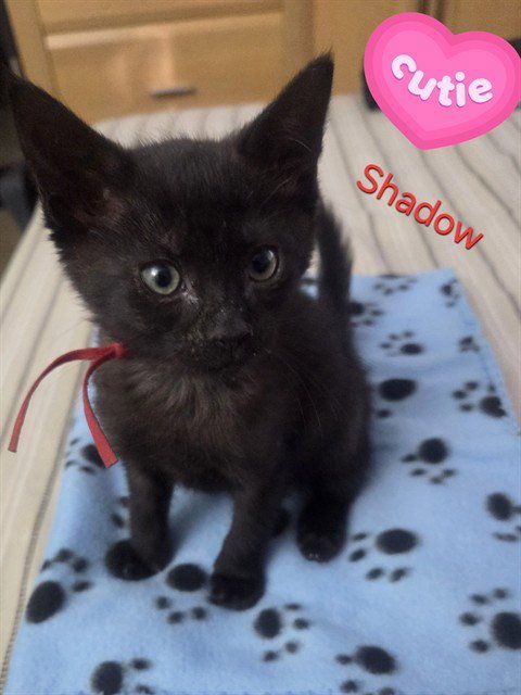 SHADOW - Domestic Medium Hair available for adoption