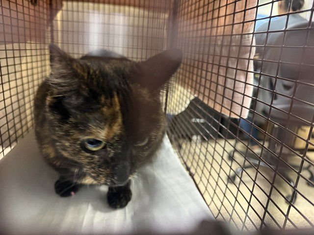 SUKI - Domestic Short Hair available for adoption