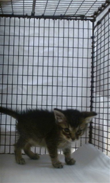 GUSS GUSS - Domestic Short Hair available for adoption