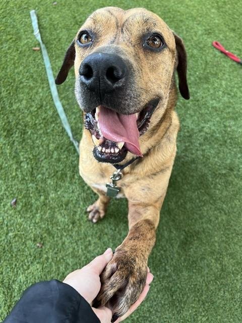 MAX - Terrier available for adoption