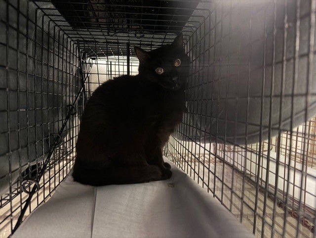 TONY - Domestic Short Hair available for adoption