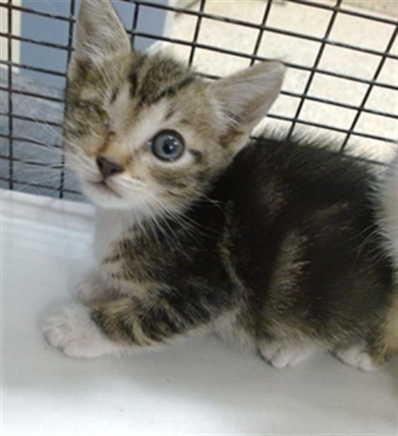 TIMMY Image