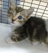 TIMMY - Photo 1