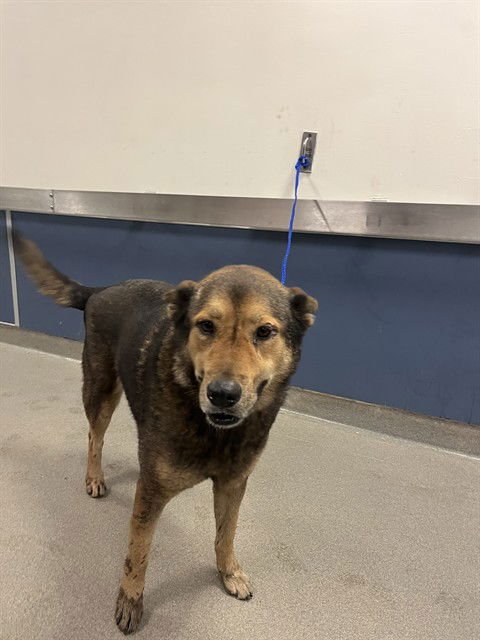 AUTUMN - German Shepherd Dog available for adoption