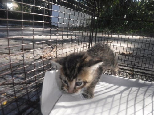 A2832270 - Domestic Short Hair available for adoption